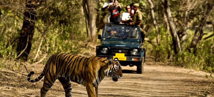 Wildlife