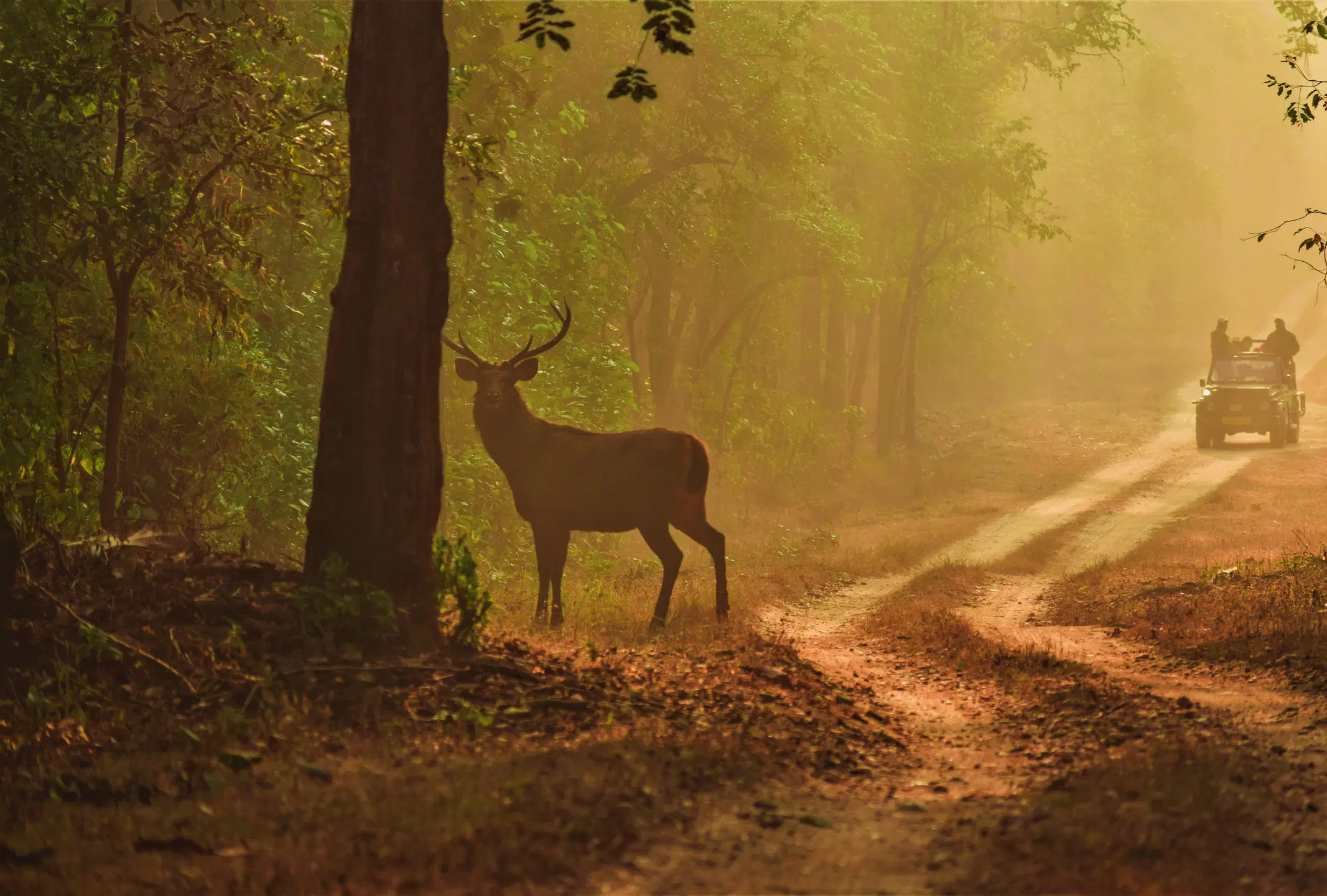 Tour package: Kanha National Park Tour from Raipur
