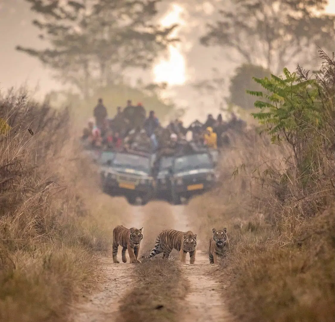 Kanha National Park