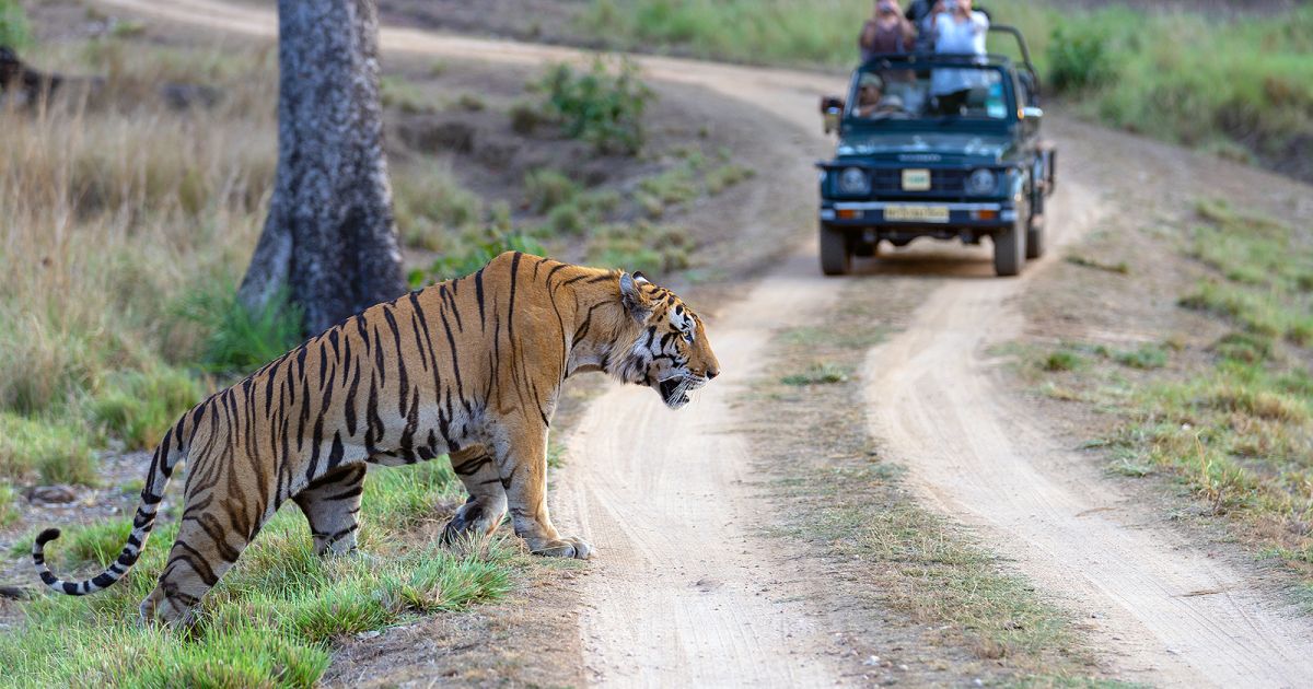 Jungle Safari 