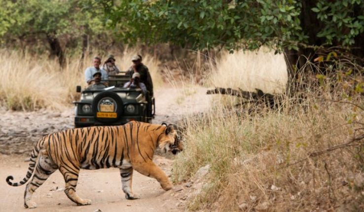 Tour package: Wildlife Escape to Kanha : Jungle Adventure