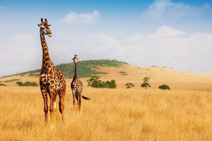 Amazing Kenya Safari Tour – Masai Mara Wildlife Experience