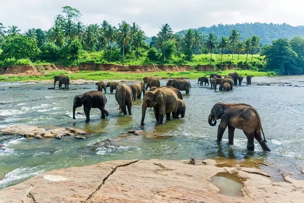 Sri Lanka Cultural & Scenic Escape