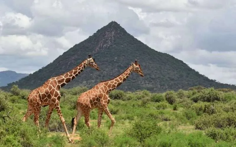 Tour package: Kenya Wildlife Discovery – Samburu Safari Experience